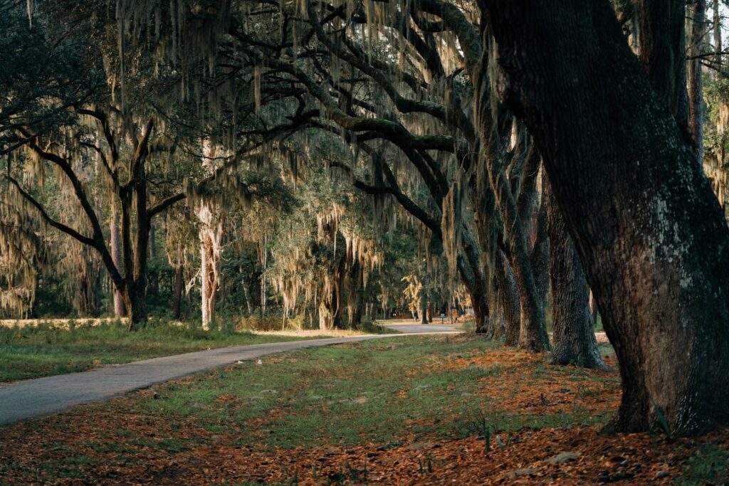 Tree-lined path on Daufuskie Island — part of Gullah Geechee cultural heritage.