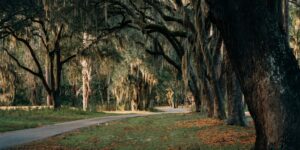 Tree-lined path on Daufuskie Island — part of Gullah Geechee cultural heritage.”