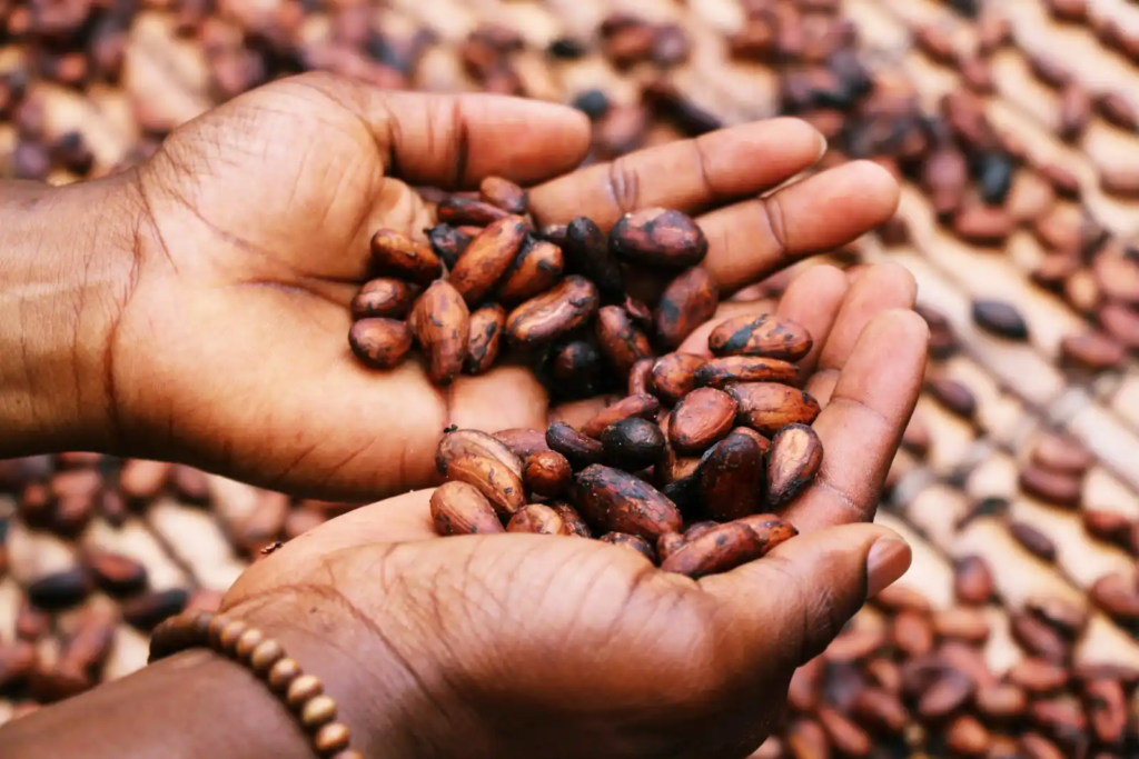 Hands holding fermented cacao beans during the drying process.
