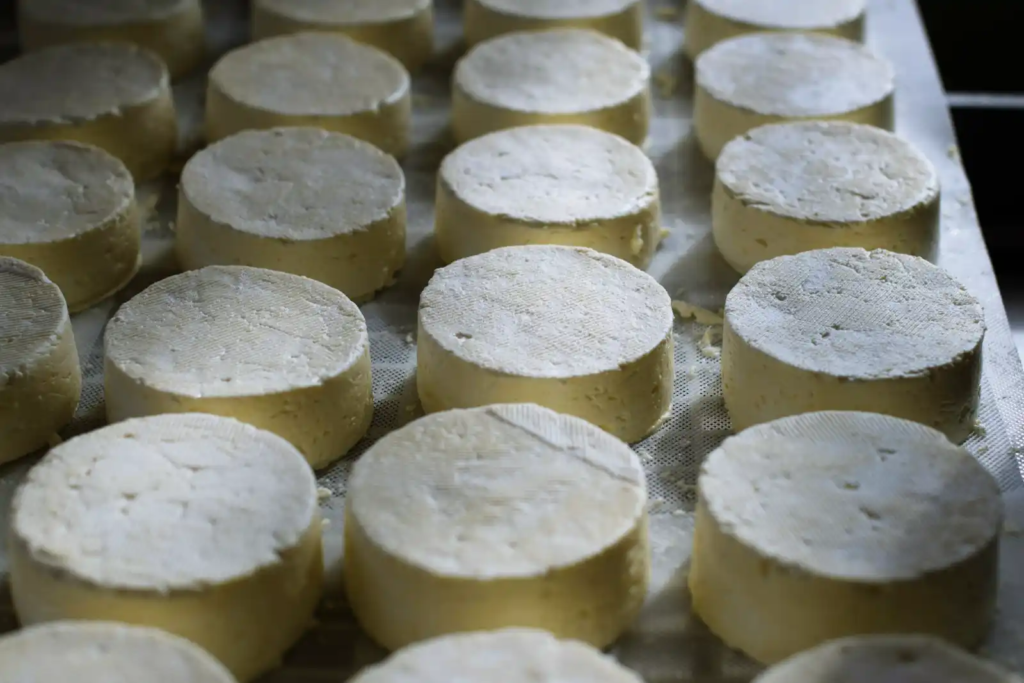 Rows of naturally aged raw milk cheese wheels maturing on drying racks.