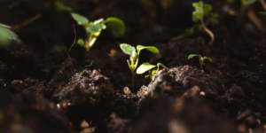 Small green sprout emerging from dark soil, symbolizing microbial life beneath the surface.