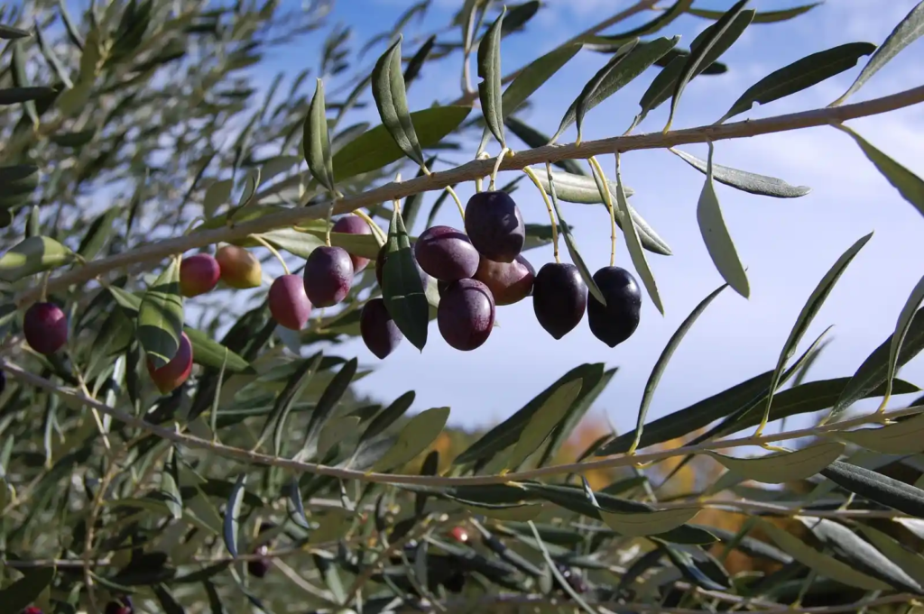 Ripe black olives growing on a tree branch in Puglia, Italy
