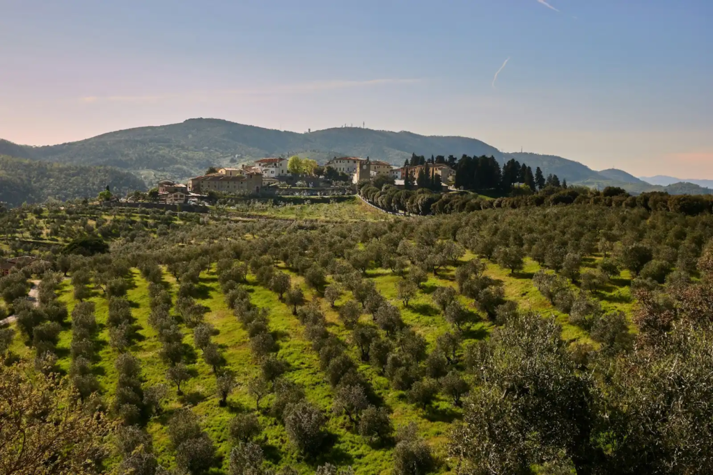A sunlit olive grove stretches across a Tuscan hillside with a traditional Italian village in the background.