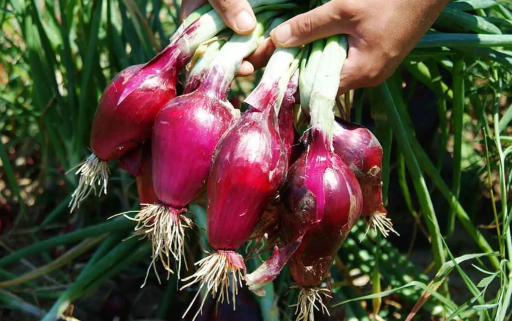 Cipolla Rossa di Tropea Calabria IGP onions freshly harvested in the fields of southern Italy