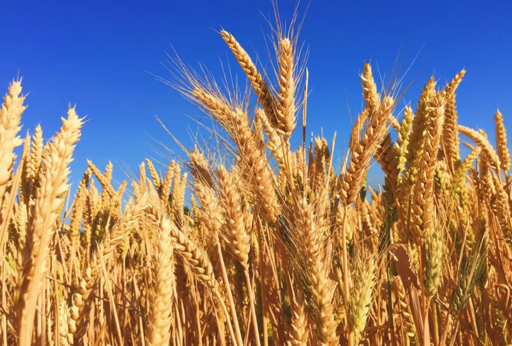 Golden wheat fields under a bright blue sky, representing the foundation of bread and civilization.