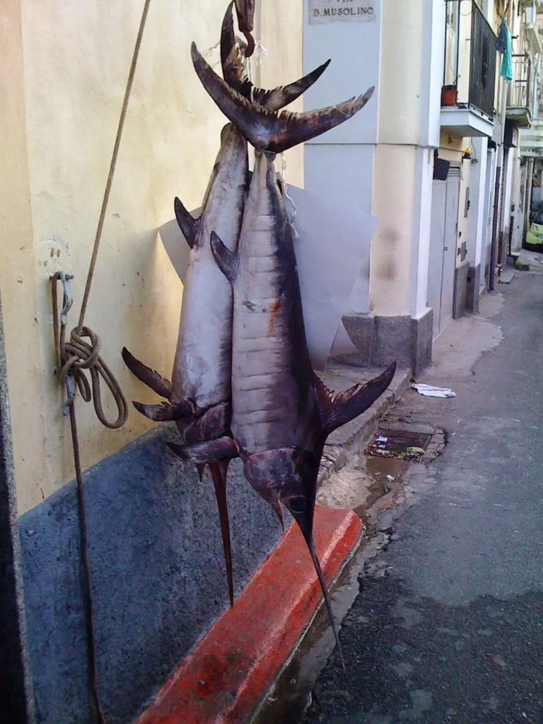 Freshly caught swordfish hanging in a narrow street of Scilla, Calabria
