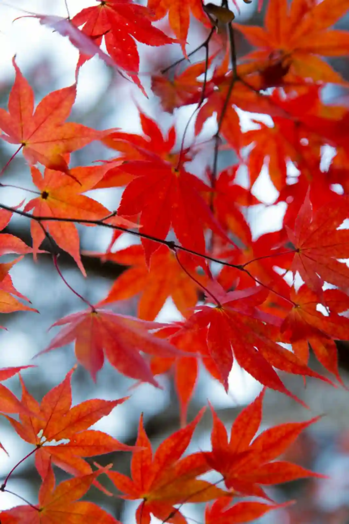 Scarlet and orange maple leaves backlit on a branch in autumn.