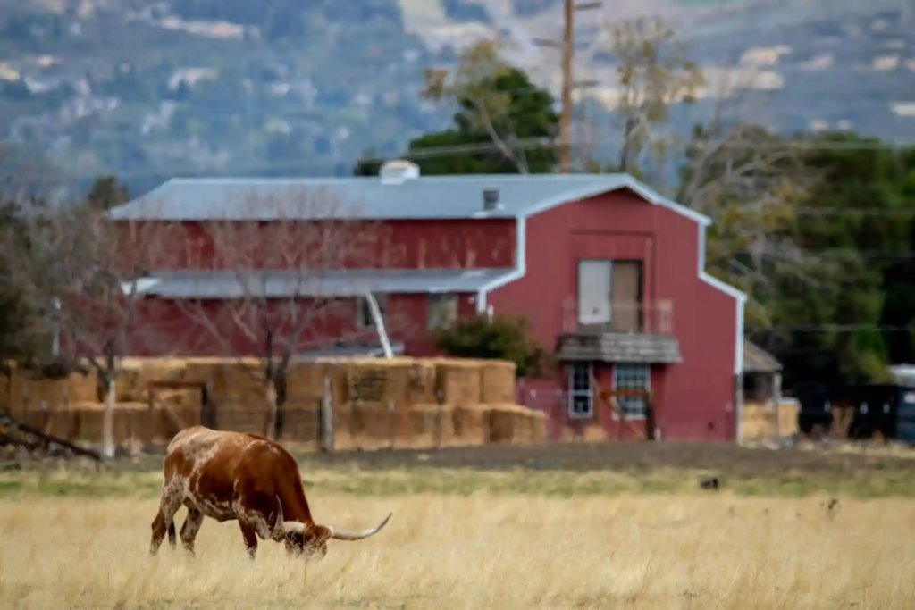 A Texas longhorn grazing in a field with a red barn and hay bales in the background.