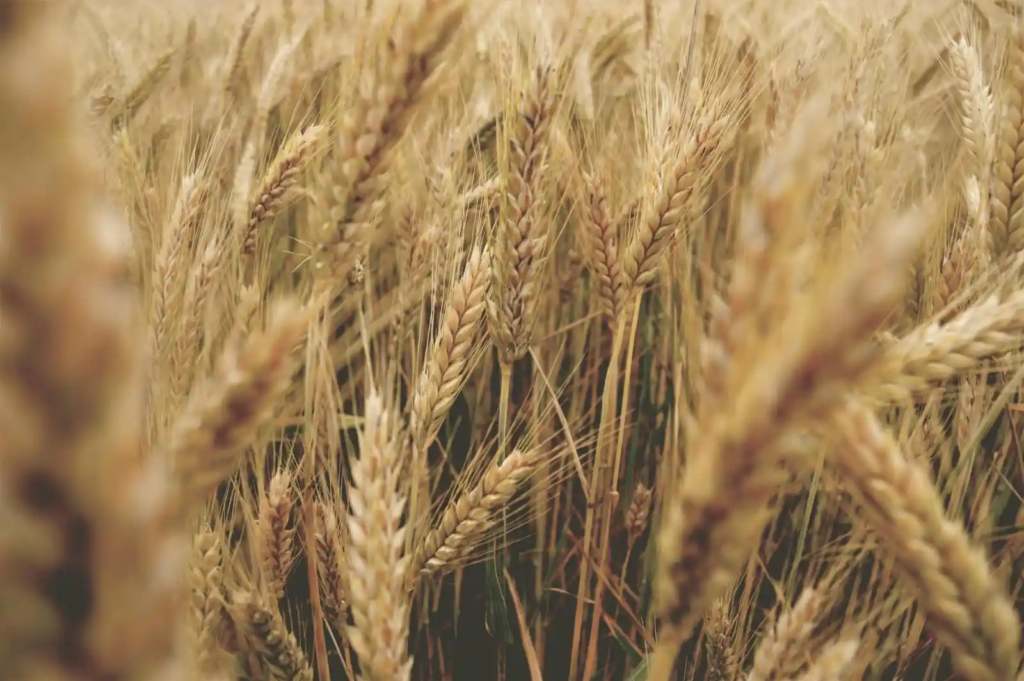 Close-up of golden wheat stalks in a field.